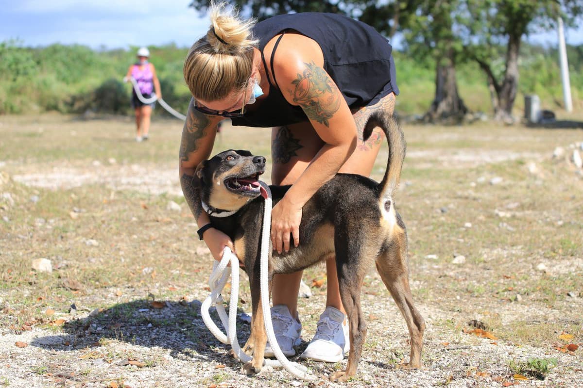 Concientizan a solidarenses sobre adopción de perros y gatos