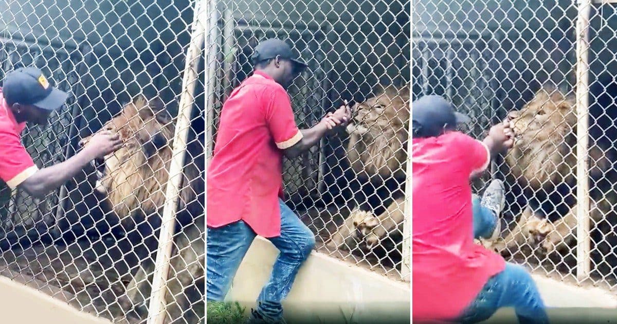 Video: León ataca y le quita un dedo a cuidador del zoológico