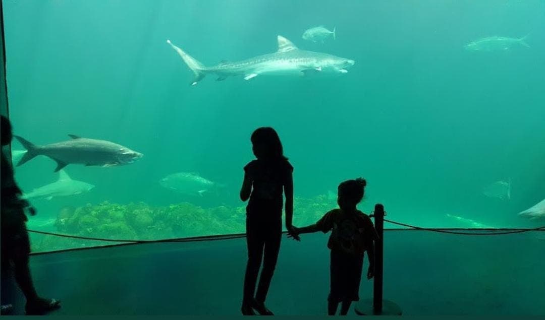 Por decreto, Acuario de Veracruz pasa a manos del gobierno estatal