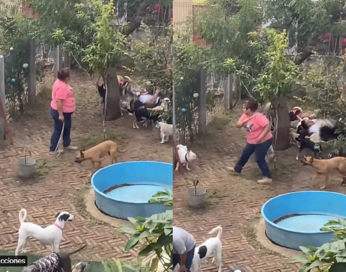Video: Denuncian a guardería de perros en Veracruz por maltrato animal