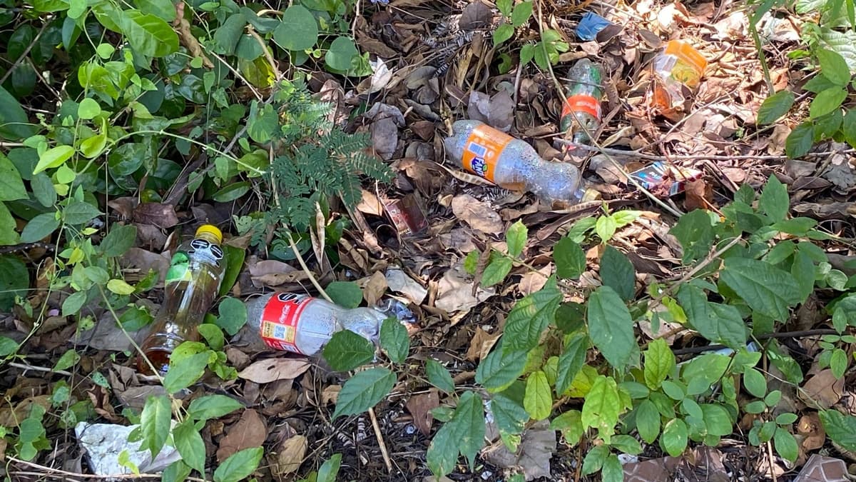 La educación ambiental que se imparte en la escuela debe volverse parte de nuestros hábitos: Lili Campos