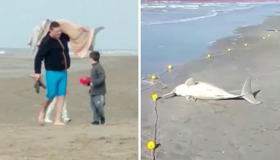 Pesca un delfín en extinción y se lo lleva envuelto en una manta
