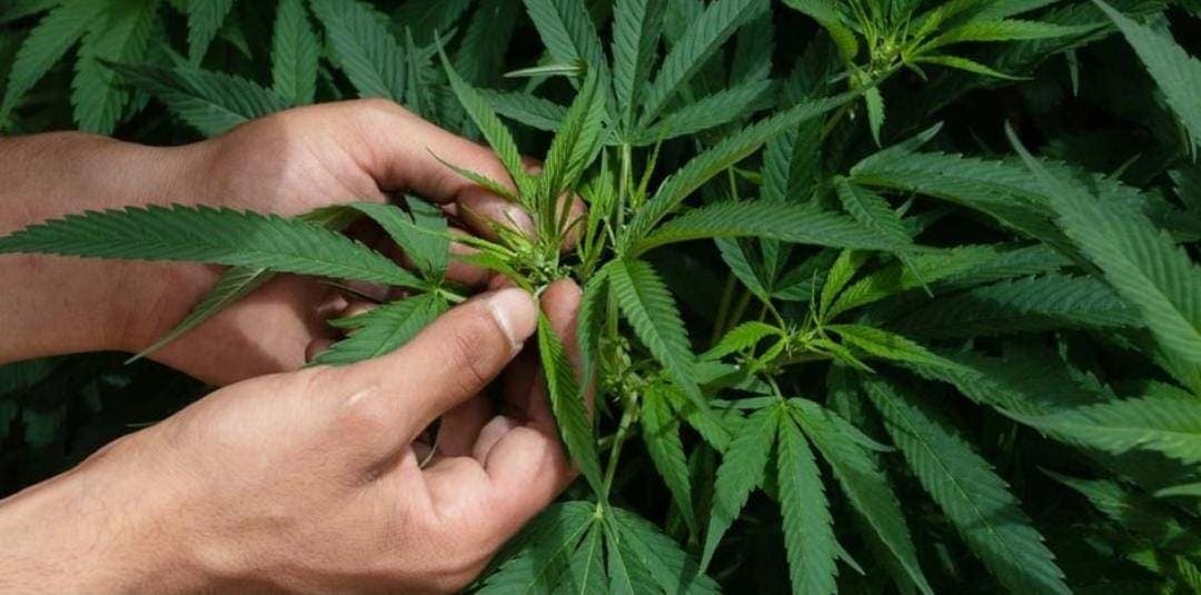 Suprema Corte aprueba portar más de 5 gramos de marihuana para uso personal