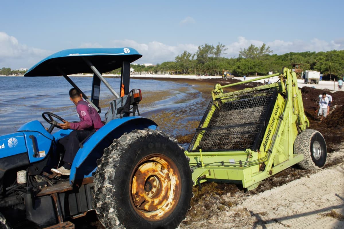 Jornada de limpieza de sargazo en Punta Esmeralda
