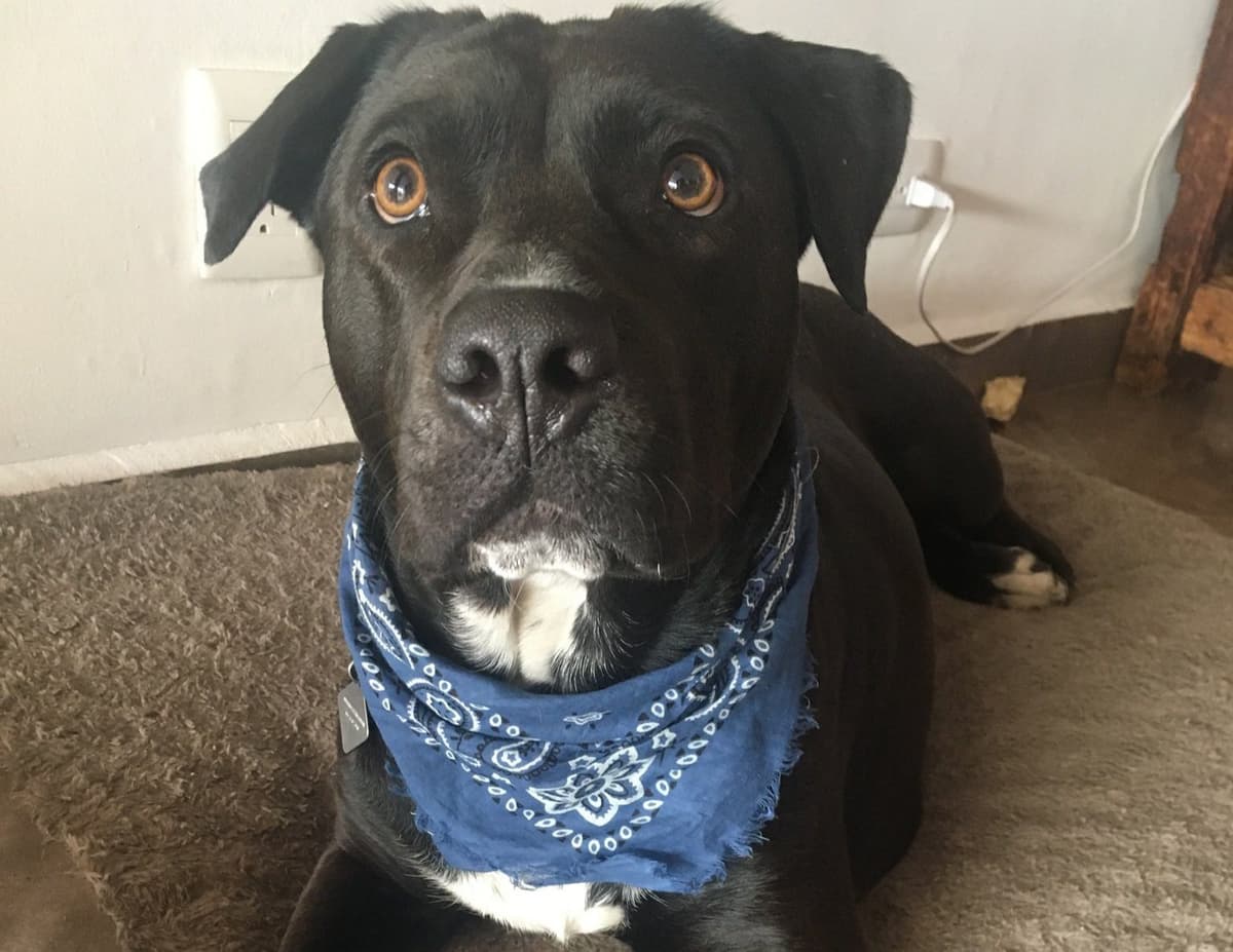 Perrita defiende a su dueña de un asalto y se hace viral