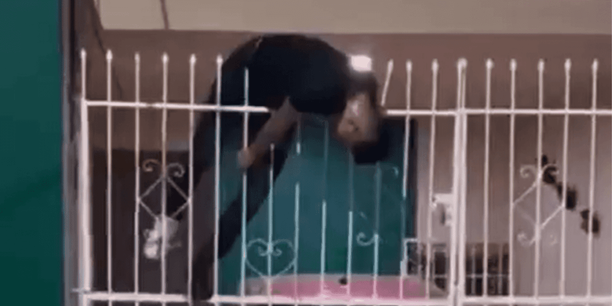 VIDEO SENSIBLE: Ladrón se ensarta en reja de casa