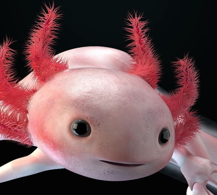 ¡100 oportunidades! "Adopta" a un ajolote y ayuda a salvar la especie