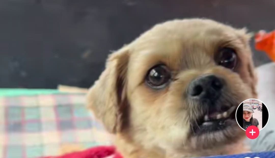 VIDEO: Taxista lleva a su lomito todos los días a trabajar