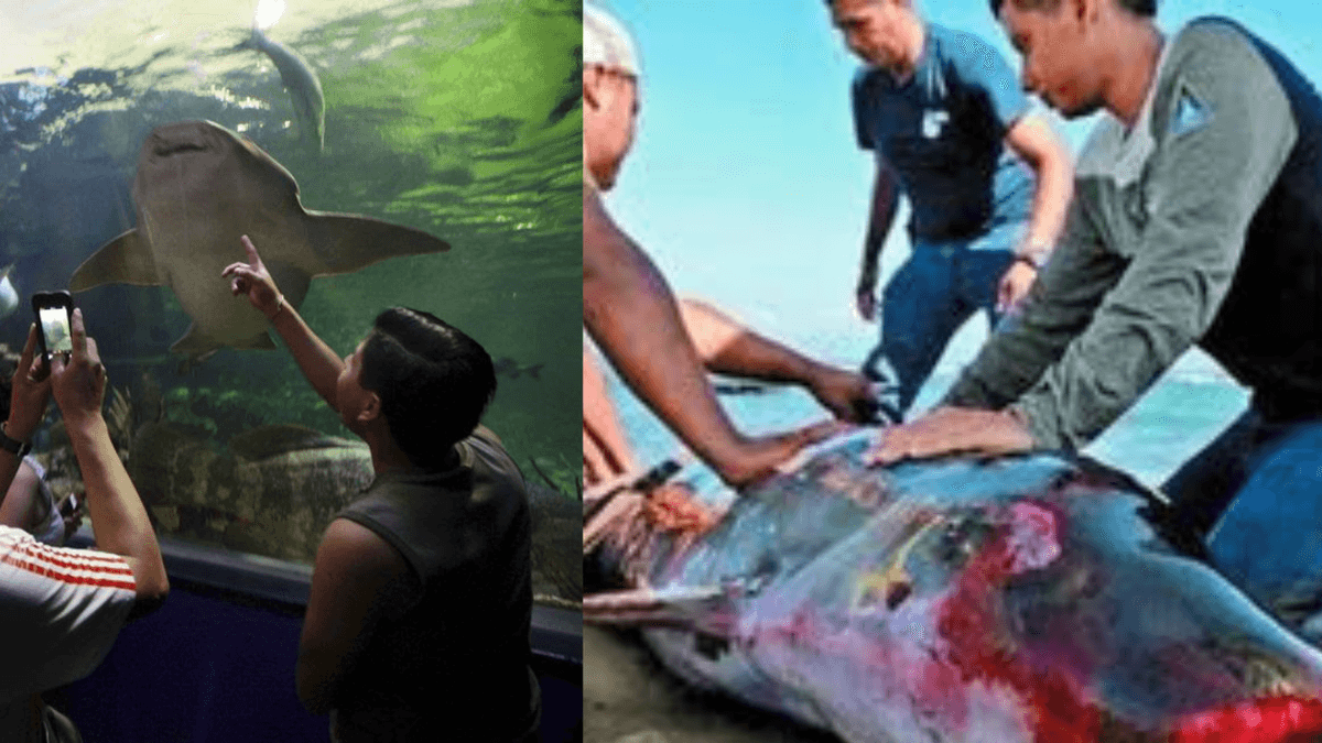 Por negligencia mueren animales en Acuario de Veracruz