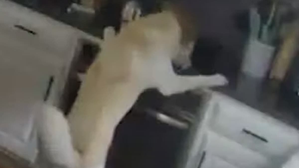 Video: Perro husmeaba en la cocina de su casa, provocó un incendio