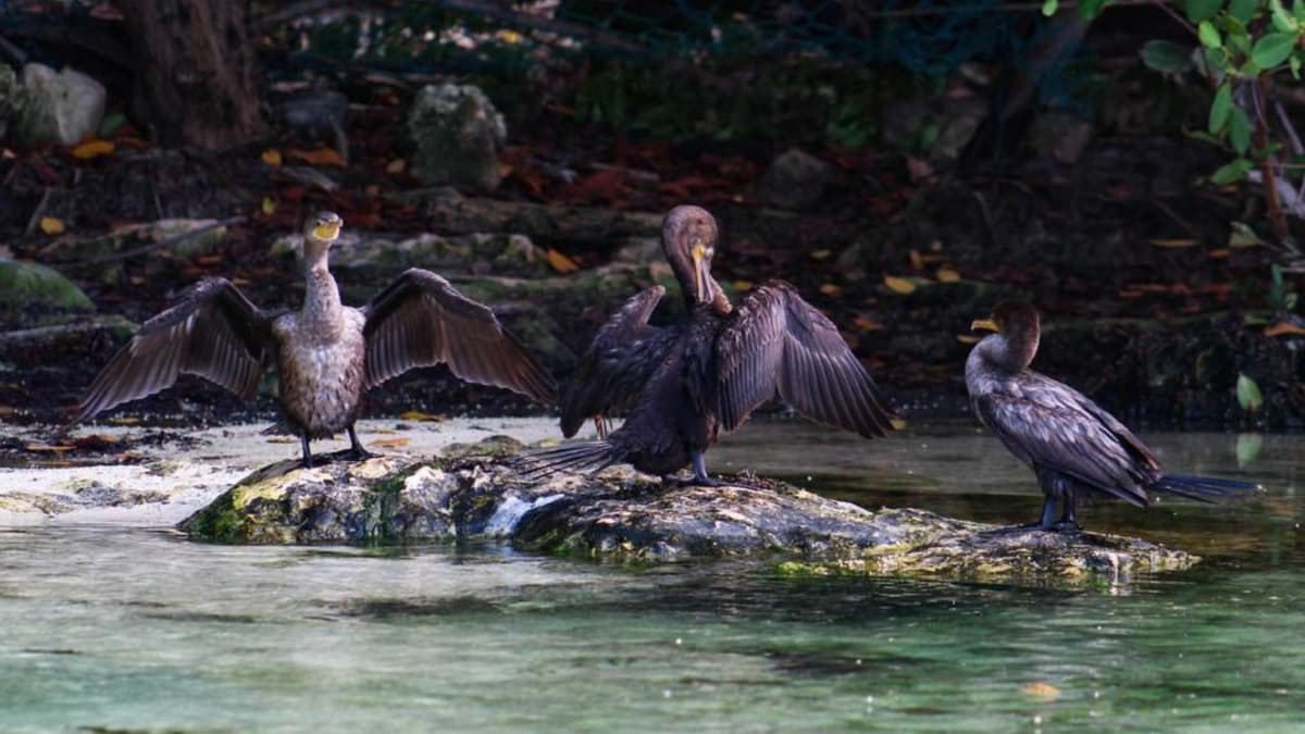 Cenote de Punta Esmeralda recupera su flora y fauna; abrirá exclusivamente en días feriados y vacaciones