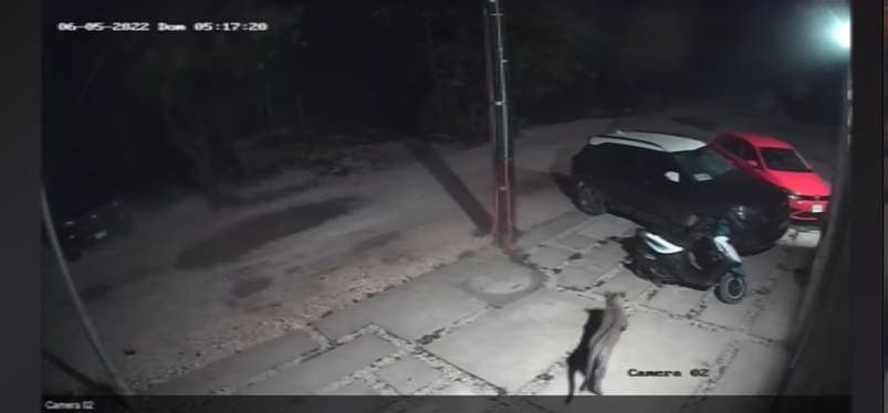 Capta video a jaguar en zona urbana de Tulum