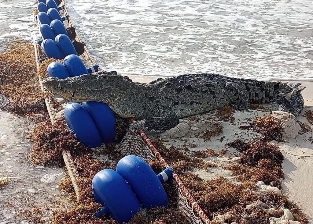 Deambula cocodrilo en la zona costera de Tulum