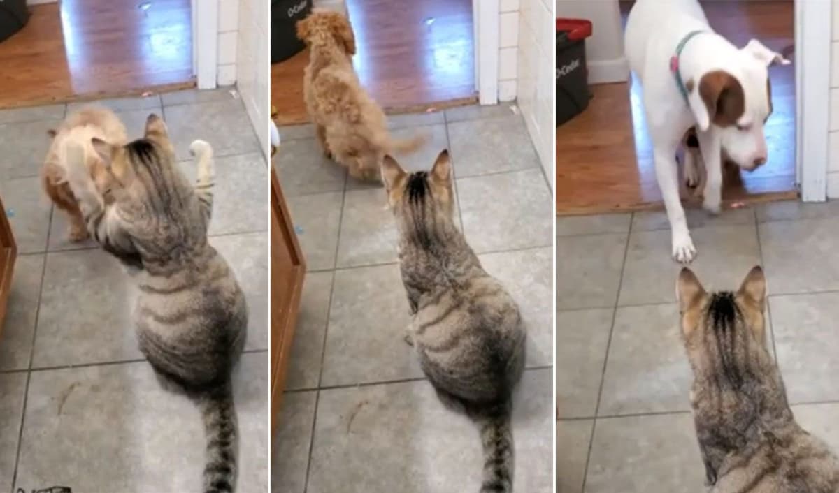 Video: Cachorro se hace viral al pedir ayuda a un perro más grande para que lo defienda de un gato