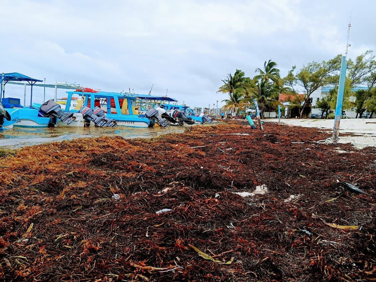 Mal tiempo trajo más sargazo a costas quintanarroense