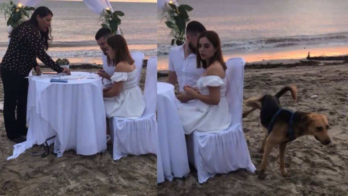 VIDEO: Perrito irrumpe en una boda y "orina" la silla de la novia
