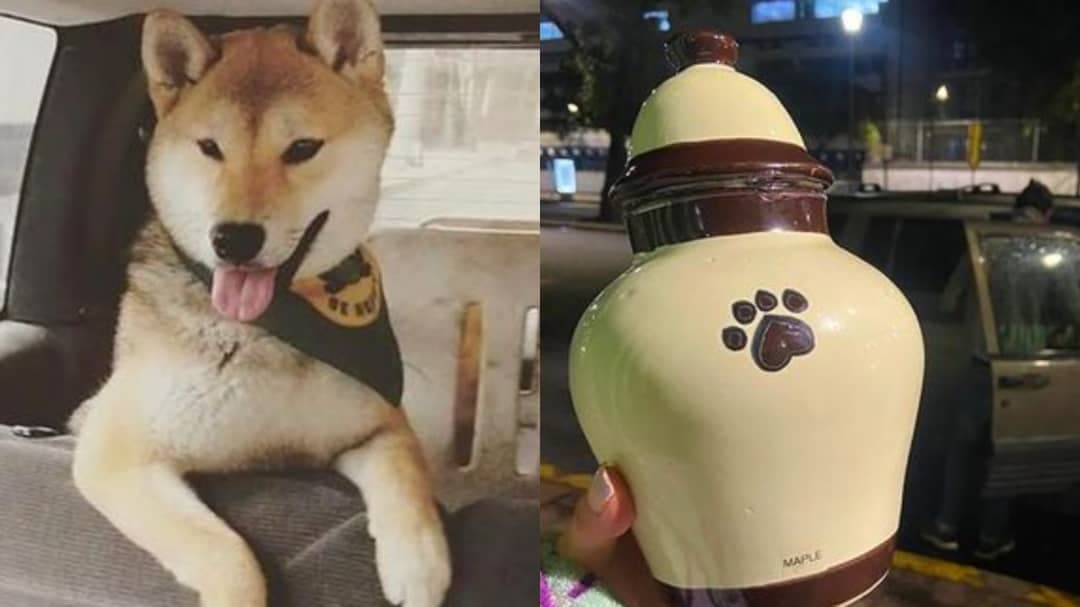 Llevó a su perrito a un campamento para ser entrenado y se lo regresan en cenizas, dentro de una urna