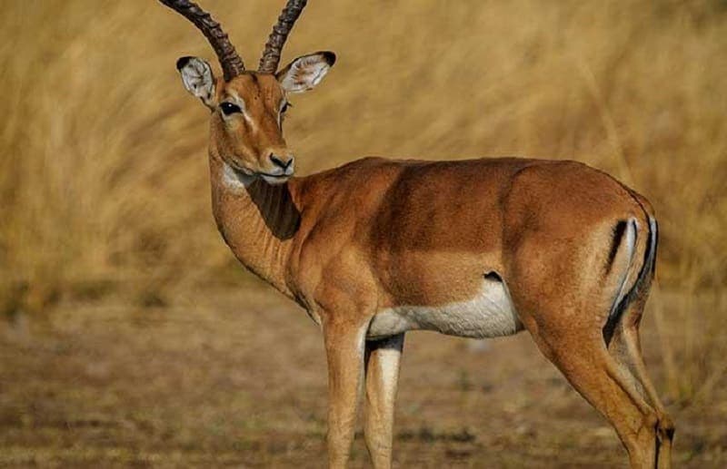 Antílope cornea y mata a trabajador de un parque de animales en Suecia