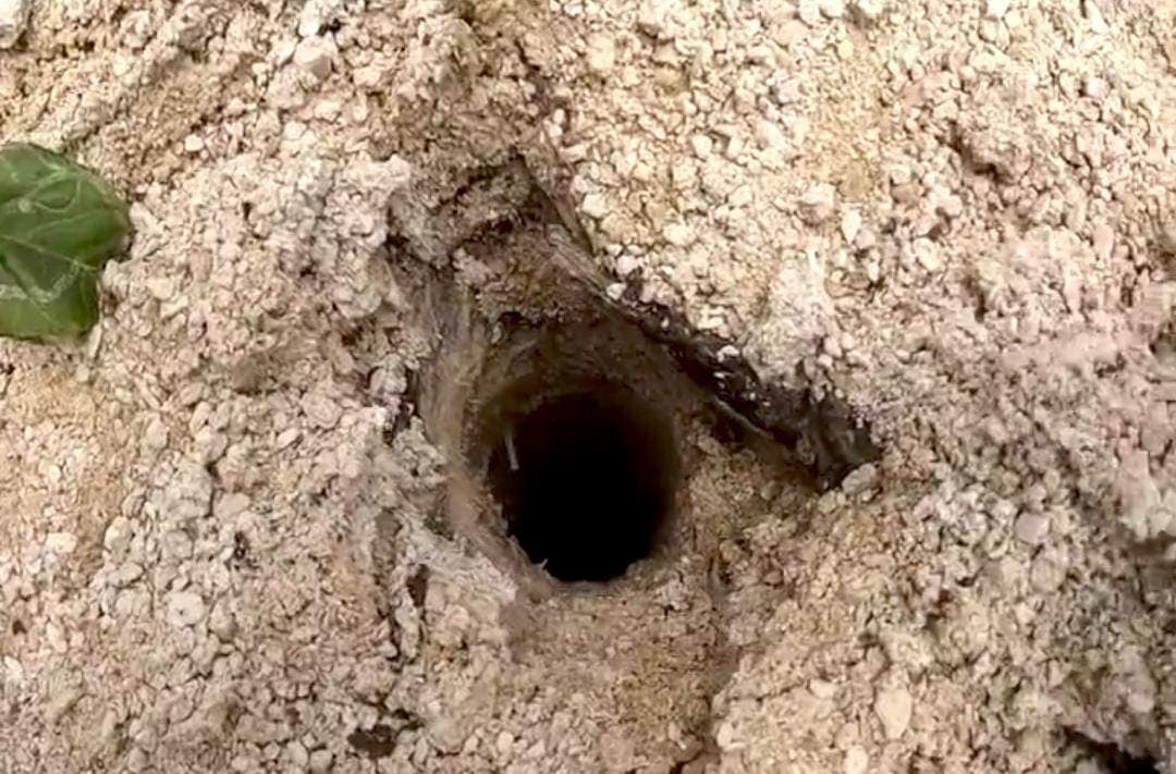 Video: Hallan agua y un cenote en Akumal, por el tramo 5 del Tren Maya