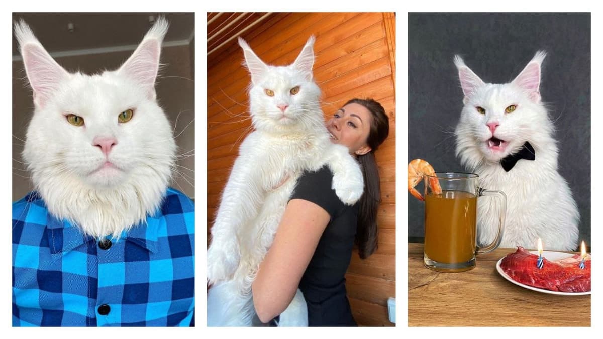 Video: Mujer adopta gato de dos años y es tan grande que hasta utiliza ropa de humanos para vestirlo