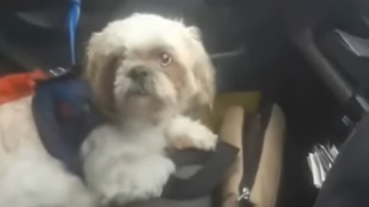 Abandonan a perro en un taxi con las instrucciones para su cuidado: El dueño no volvió del banco