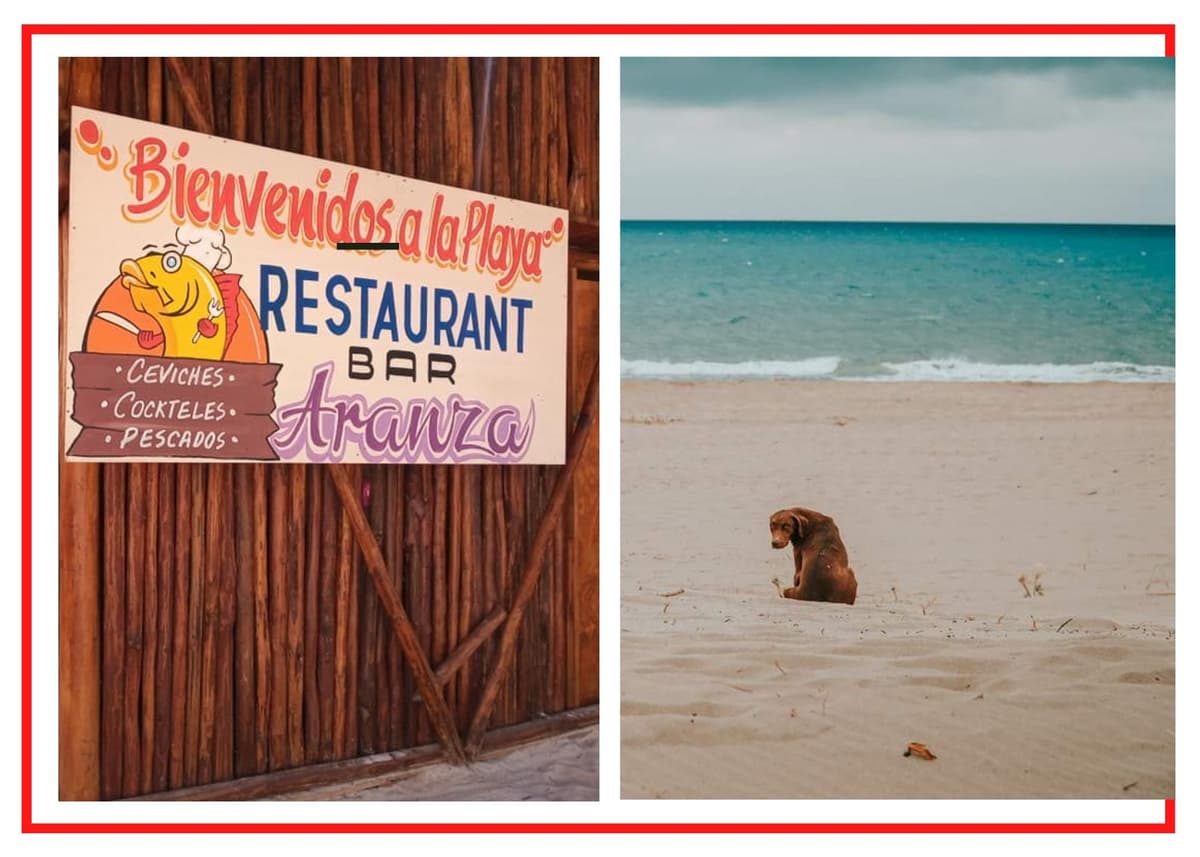 Denuncian a personal de restaurante Aranza de XpuHa, por golpear a una perrita que buscaba comida