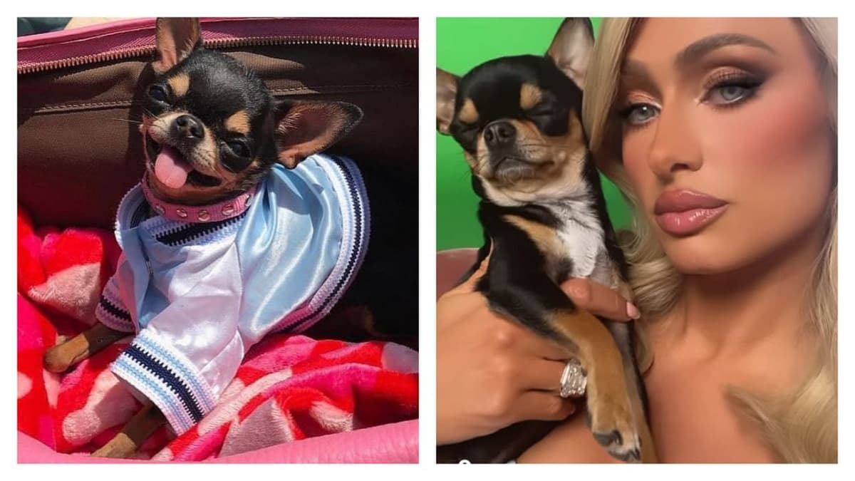 Paris Hilton perdió a su perro chihuahua y ofrece recompensa de miles de dólares