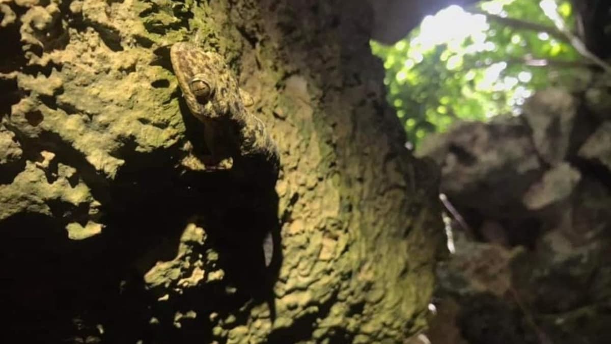 Al menos 8 de las 300 cuevas y cenotes urbanos de Playa del Carmen sufren de grave contaminación