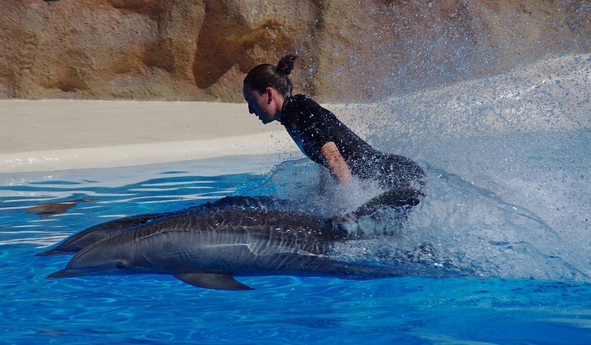 Diputados prohíben espectáculos con mamíferos marinos