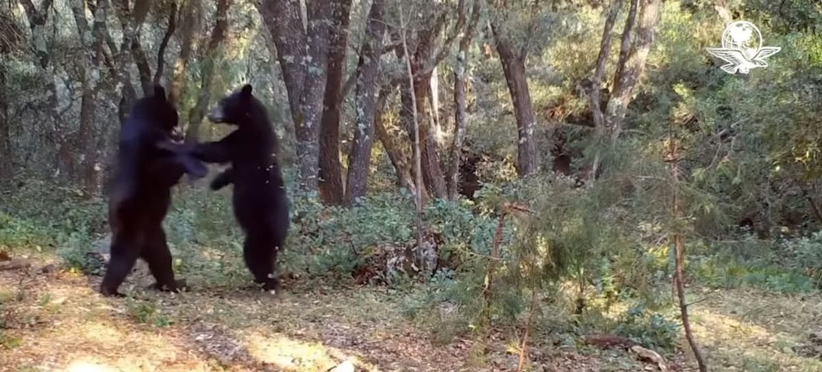 Video: Captan a dos osos negros "bailando" y jugando en Saltillo