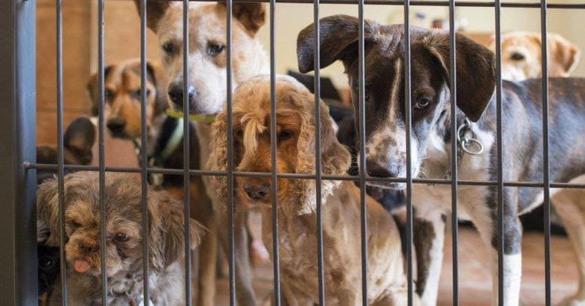 Salvan a 95 perritos de ser convertidos en tacos en Nezahualcóyotl