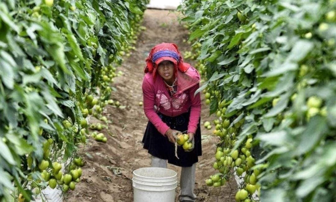Jornalera sufre accidente, el IMSS no la atiende y su empresa la despide