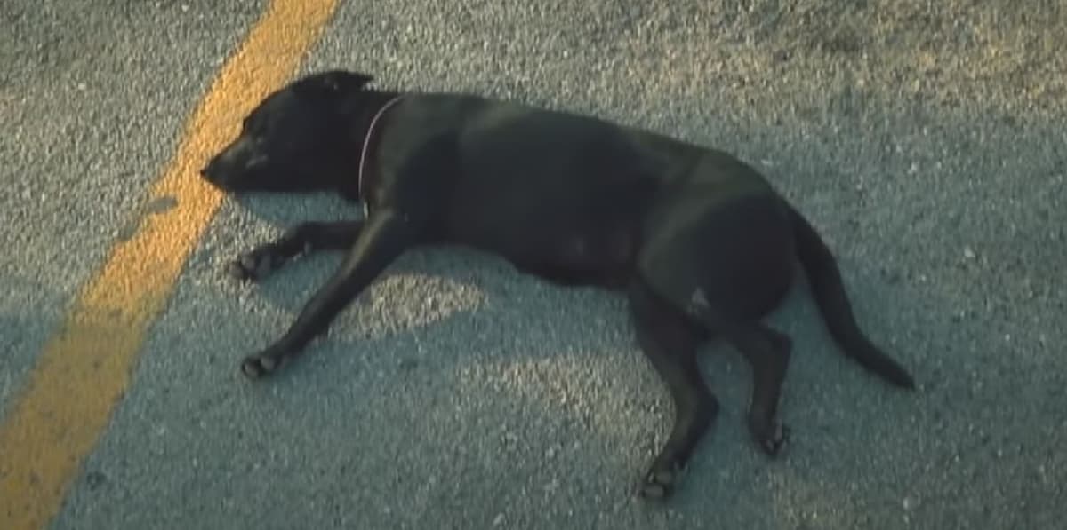 VIDEO: Perrita lleva tres meses esperando a su humano afuera del Hospital General de Cancún