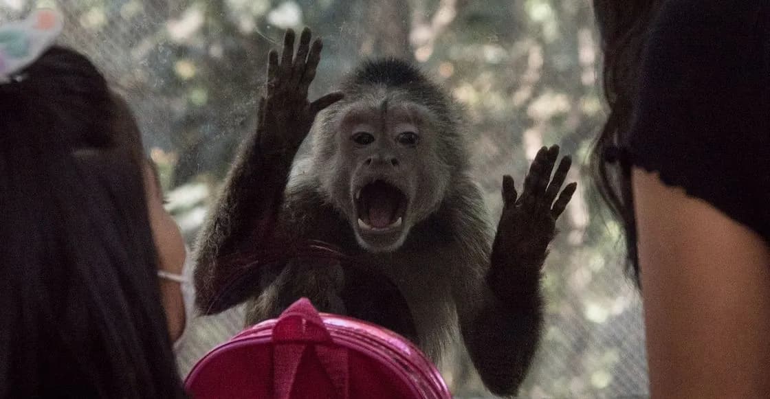 Gobierno de CDMX no regresa dinero para alimento en Zoológicos