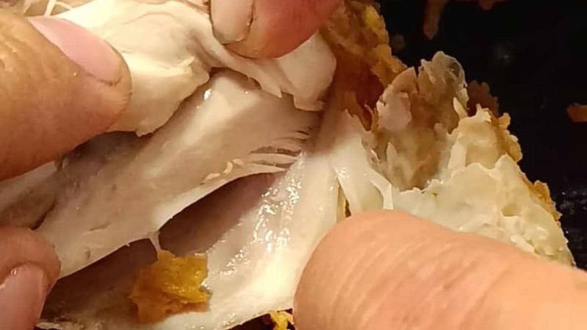 VIDEO: Denuncian venta de pollo frito con 'gusanos' en KFC de Querétaro