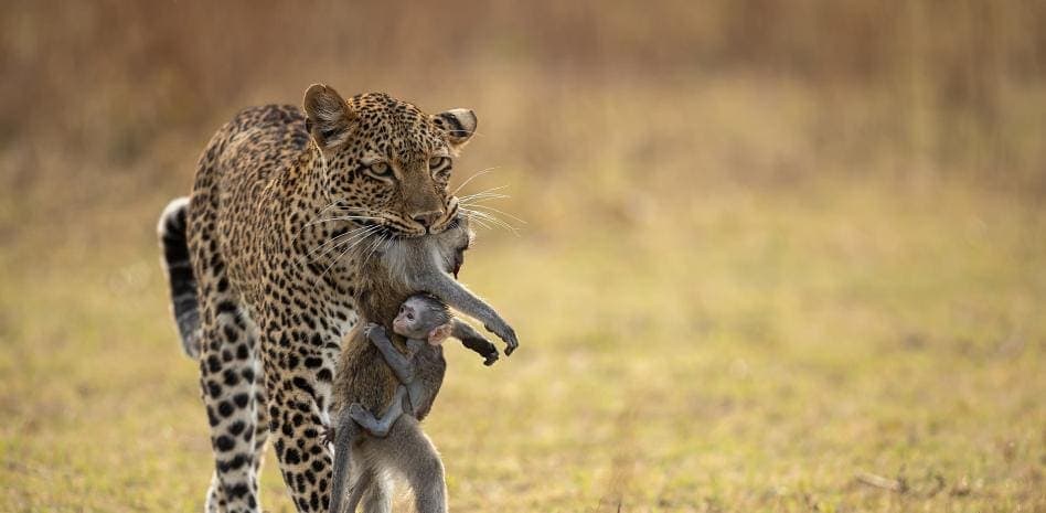 La historia detrás la fotografía de un monito abrazando a su madre muerta por un leopardo