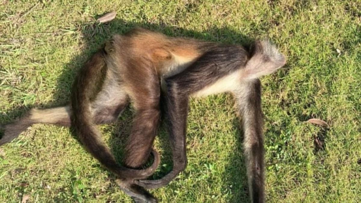 Hubo 9 avistamientos de monos araña en Playa del Carmen en 2022; 2 fueron atropellados