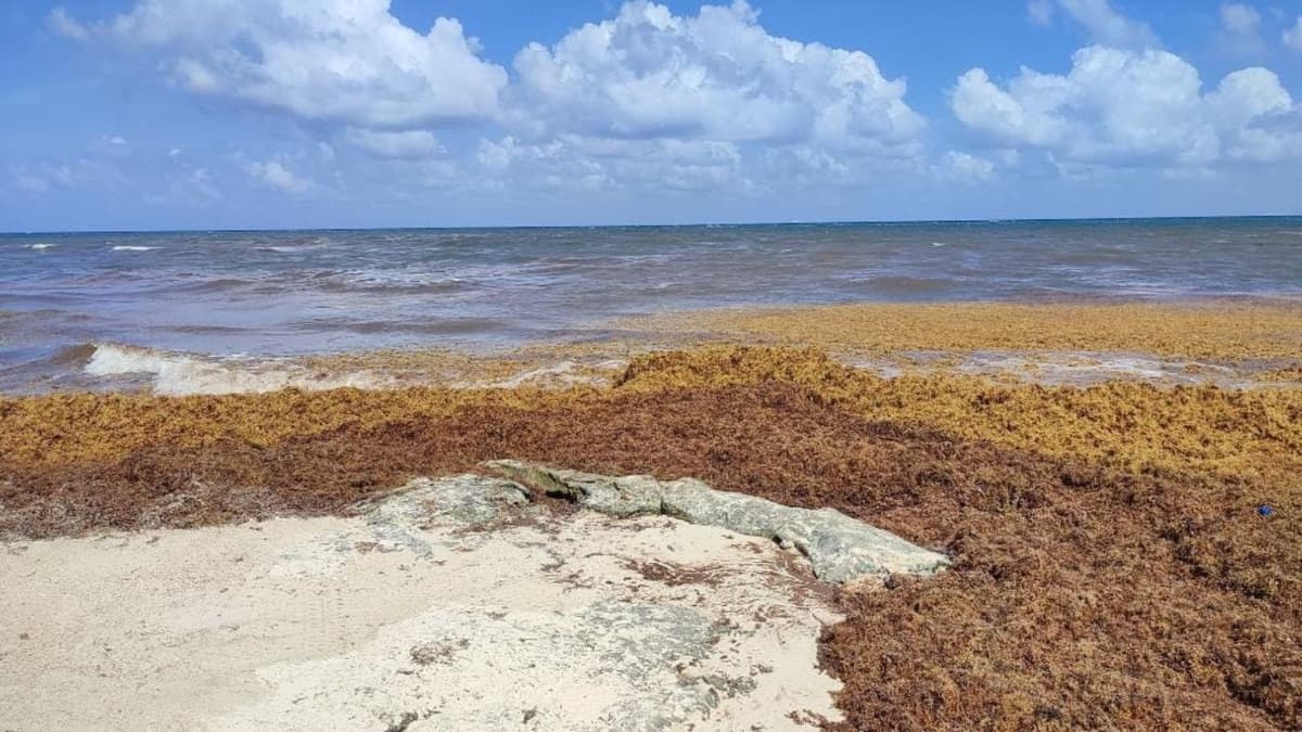Está llegando más alga roja que sargazo a Playa del Carmen: Zofemat