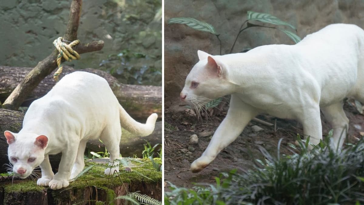 Captan la aparición de un ocelote albino en el Parque de la Conservación de Medellín