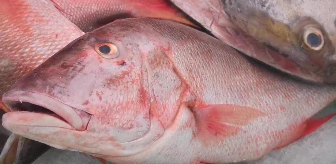 Esperan repunte en la venta de pescado por la Cuaresma en Playa del Carmen
