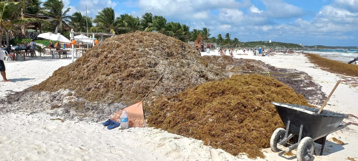 Inicia recale de sargazo en Tulum; piden no esperar para instalar barreras