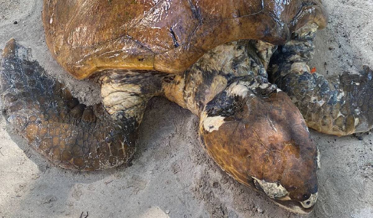 Recala tortuga enredada en plásticos en Tulum