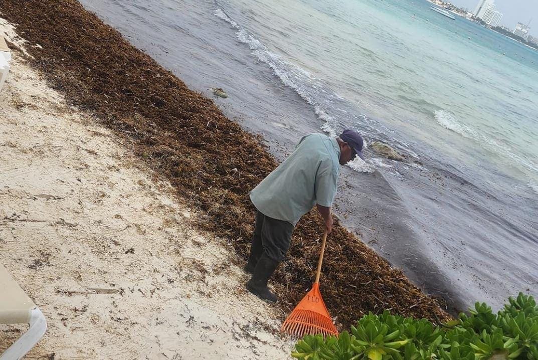 Infractores del Alcoholímetro recogerían el sargazo de las playas de Cancún