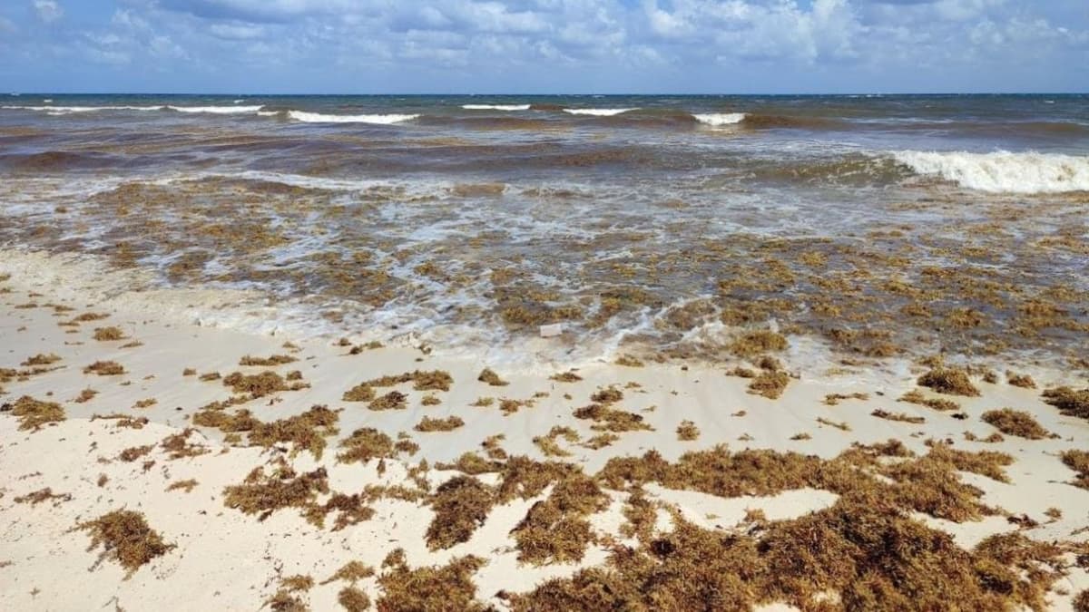 Vientos del sureste están trayendo arena con sargazo a Playa del Carmen