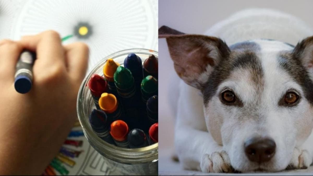 Invitan al Art Holistic Fest en parque La Ceiba de Playa del Carmen; es para niños, adultos y mascotas