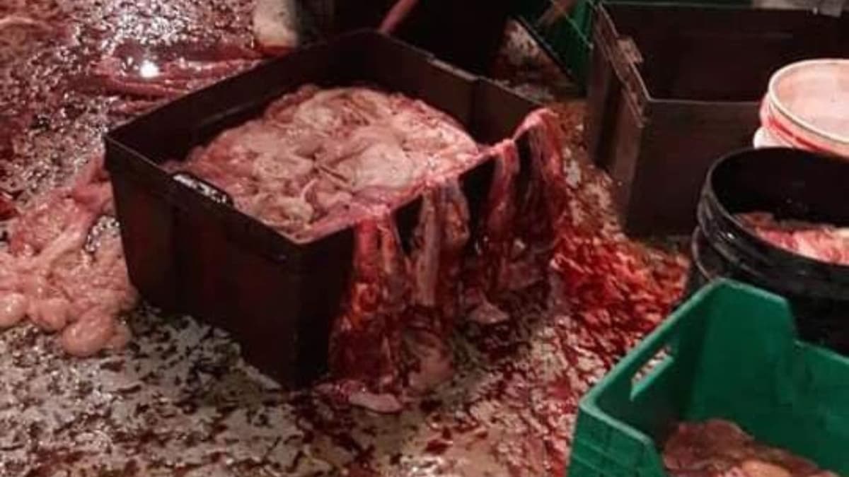 Denuncian carniceros que rastro de Othón P. Blanco surte carne en mal estado por máquina averiada