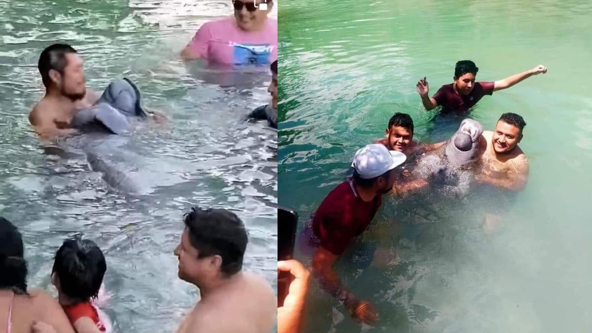 Profepa investiga a quienes maltrataron a Daniel el Manatí