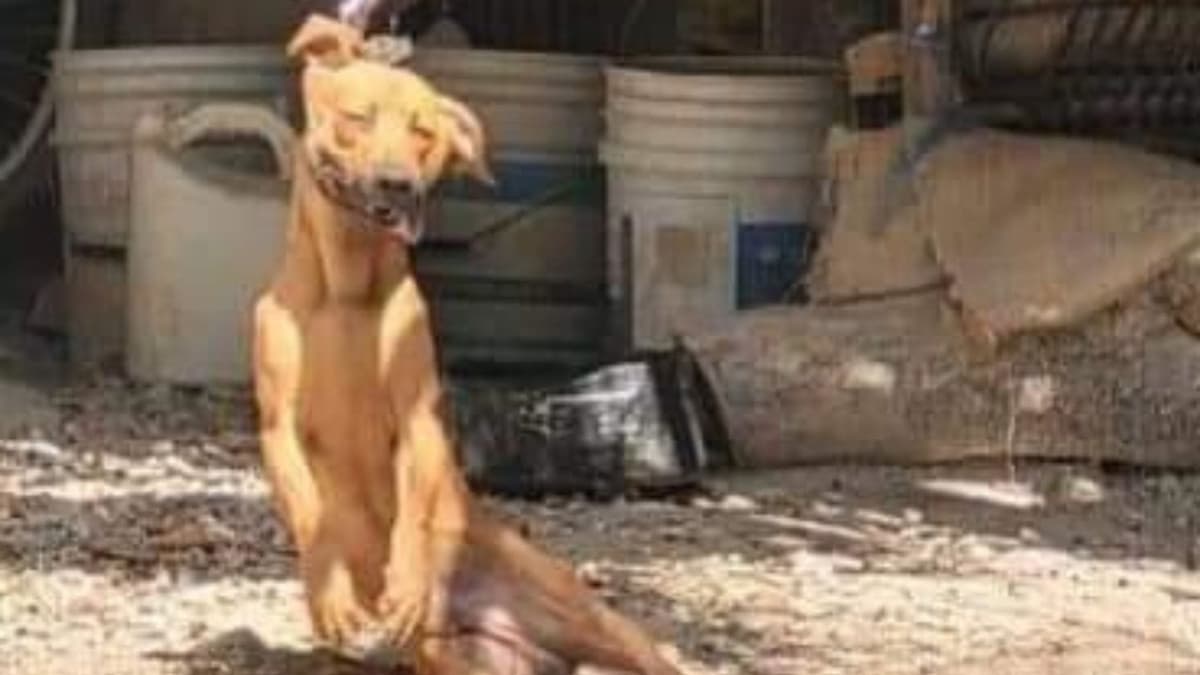 Muere perro ahorcado con su propia cadena en Chetumal; interponen denuncia penal