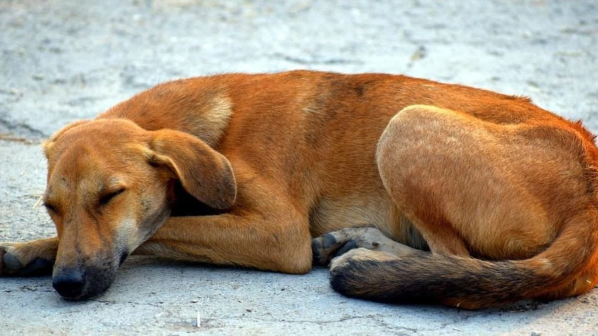 Activistas alertan que habría hasta 40 mil perros callejeros en Playa del Carmen