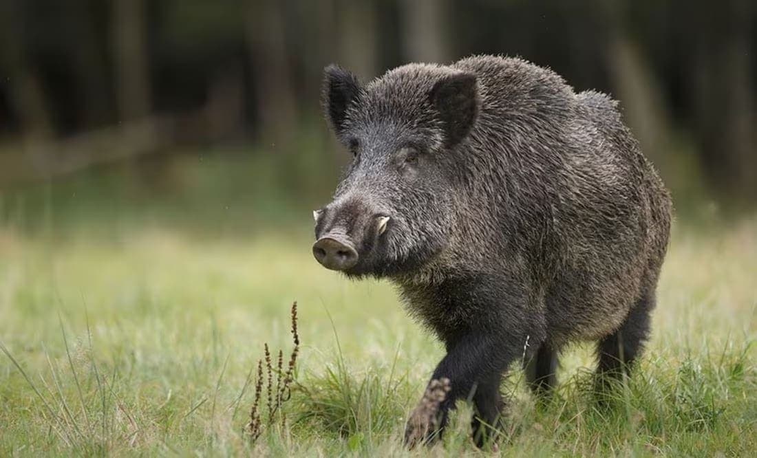 ¡Tragedia! Fueron a cazar, un amigo lo confundió con un jabalí y lo mató de un tiro